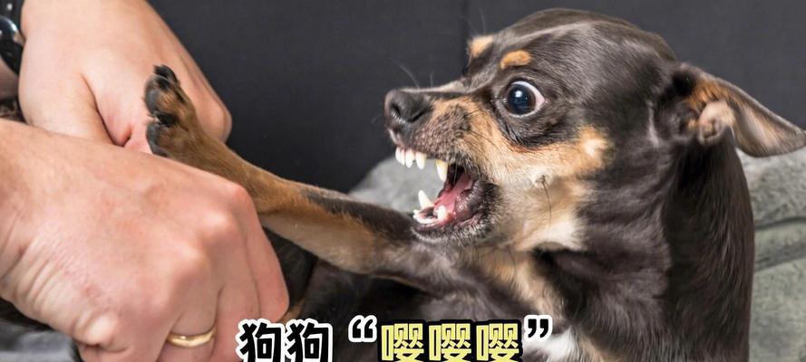 揭秘为什么狗狗听不懂自己的名字？（探究狗狗命名反应不灵敏的原因和解决方法）