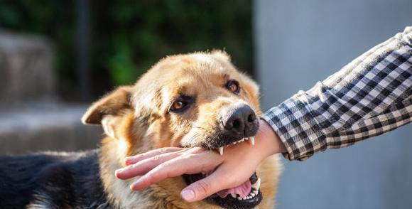 贵宾犬咬人的原因及预防方法（了解贵宾犬咬人的背后原因，让宠物生活更安全）