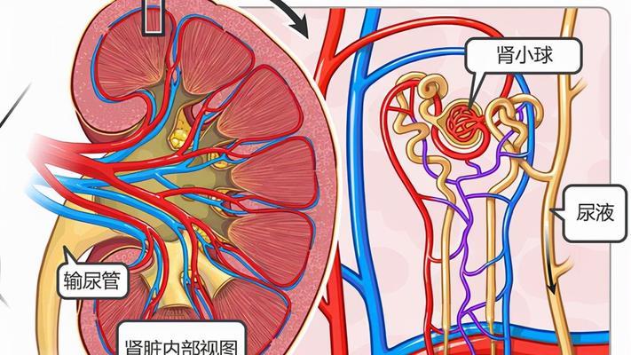 小狗尿毒症的成因与预防措施（揭开小狗尿毒症的神秘面纱，保护我们的小伙伴）
