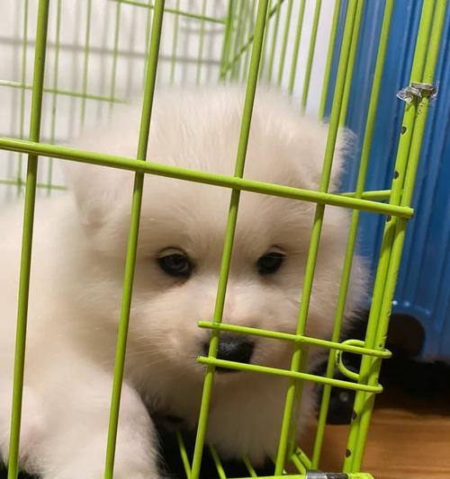 给幼犬提供适宜的食物，让它健康快乐成长（13天幼犬的饮食需要与关键营养）