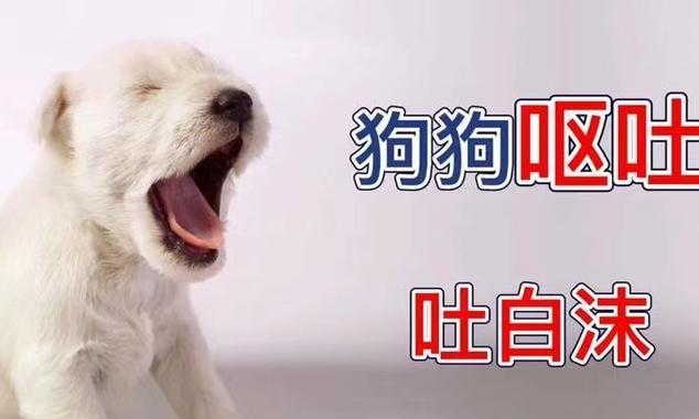 探究狗为何会吐东西的原因（解析狗吐东西的常见因素及应对方法）