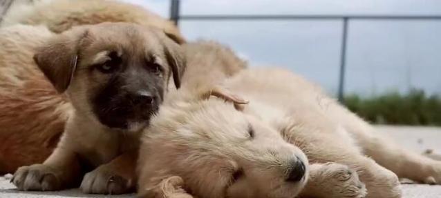 夏天养小狗注意事项（宠物犬在高温季节的健康保护与饲养技巧）