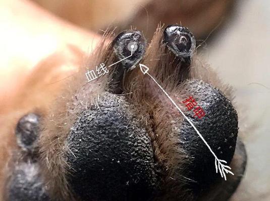 狗狗为什么不愿意剪指甲？（探究狗狗不喜欢剪指甲的原因及解决方法）