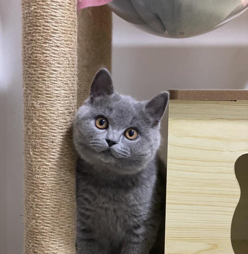 猫的免疫保护（了解猫疫苗的重要性和打疫苗的建议）
