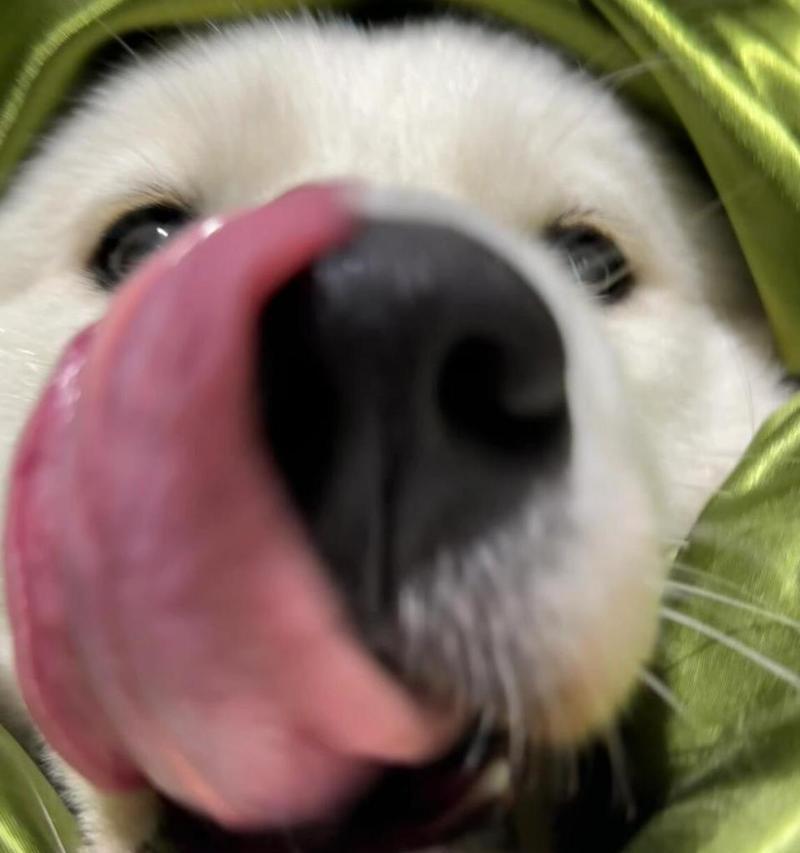 萨摩嘴短的原因及特点解析（探索萨摩犬嘴巴较短的原因与特点，揭示其与其他犬种的区别与联系）