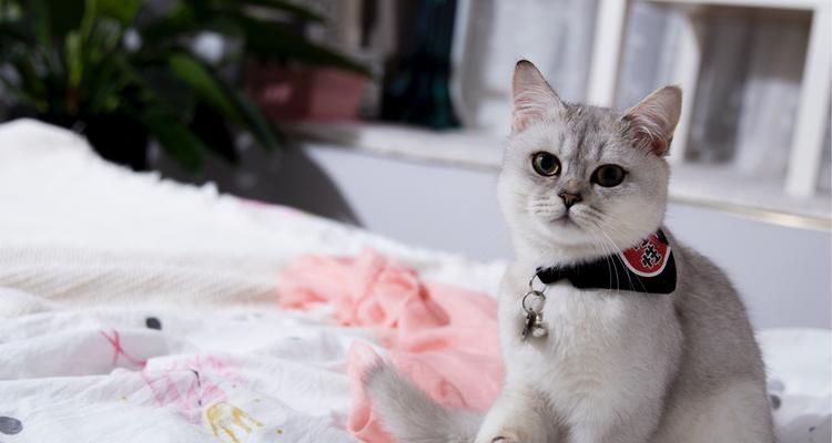 探讨猫咪的粘人特性（如何培养和猫咪建立更亲密的关系）