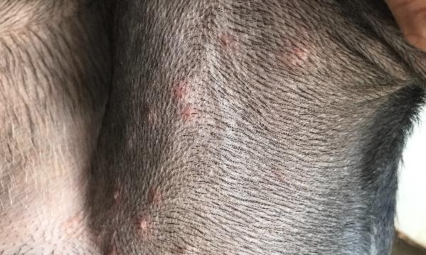 狗狗两眉毛中间长痘痘的原因与治疗方法（了解狗狗面部痘痘的成因，及时采取措施保护它们的健康）