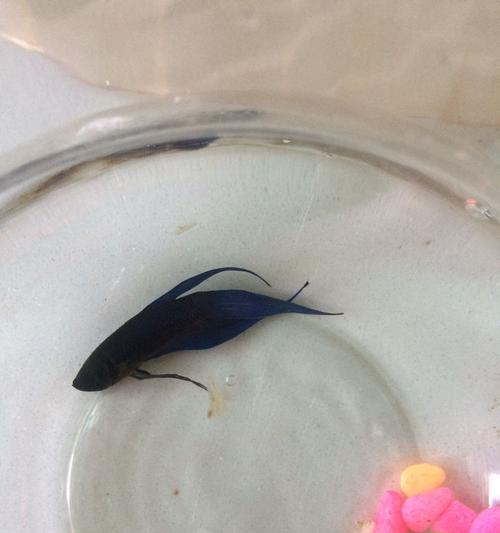 为什么斗鱼不以食物为主要食源？（探索斗鱼的饮食习惯和生态系统）