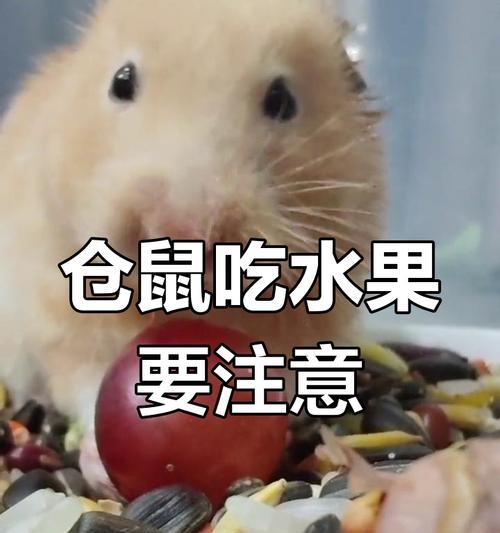 仓鼠为什么会吃自己的同类（探索仓鼠自残行为的原因及影响）