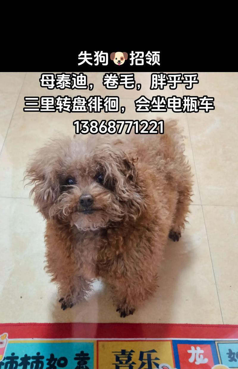 宠物泰迪三个月牙齿的护理指南（了解泰迪牙齿生长的特点，做好护理工作）