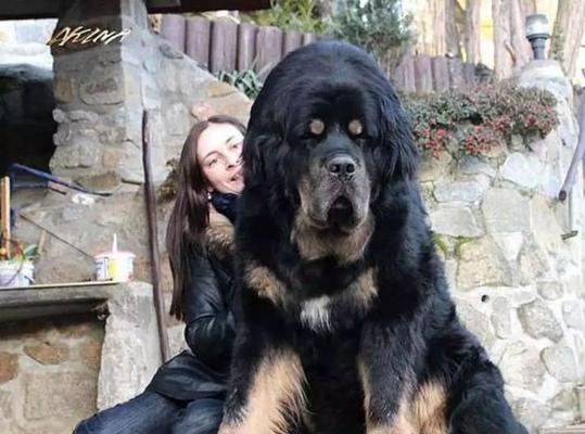 不同犬种的体型特点及最大体重比较（了解不同犬种的体型差异，探寻最大体重的秘密）