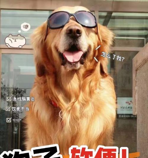 狗胃胀腹胀吃什么药好？（解决狗胃胀腹胀的有效药物及方法）
