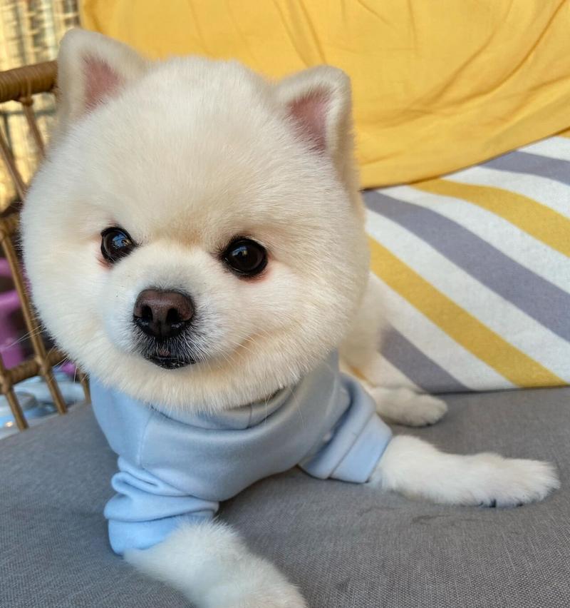 探索博美犬的迷人魅力（揭秘博美犬的外貌特征和个性魅力）