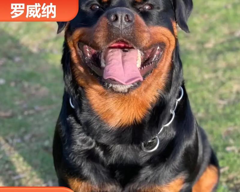 杜宾犬的价格与市场行情（了解杜宾犬价格的主要因素及如何选择适合自己的宠物）