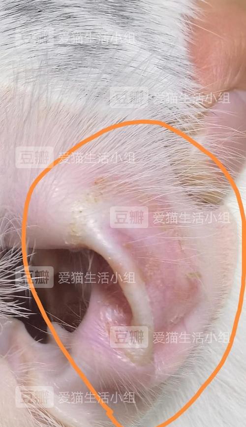 猫咪耳朵病（探究猫咪耳朵病的症状及预防措施）