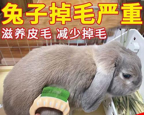 关于以兔子什么人不能吃的真相（揭秘与兔子食用相关的禁忌和风险）