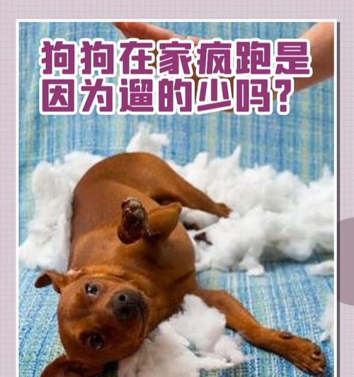 哪些狗不需要每天溜？（解读不需要每天溜狗的原因和对应品种）