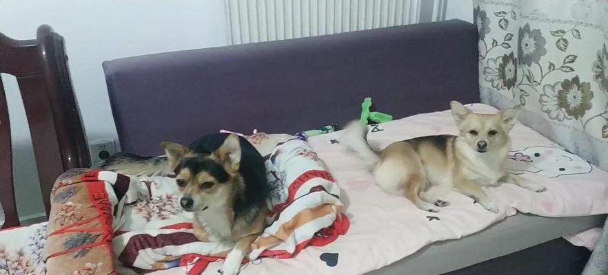 40天狗抱人腿，意味着什么？（探讨狗狗抱人腿的行为现象及其潜在含义）