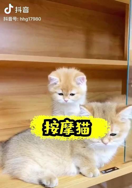 猫为何喜欢按摩（揭秘猫咪爱按摩的原因及好处）
