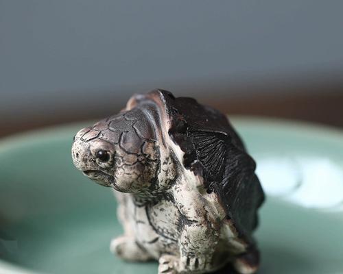 养鳄鱼龟的好处（探索养鳄鱼龟的五大益处）