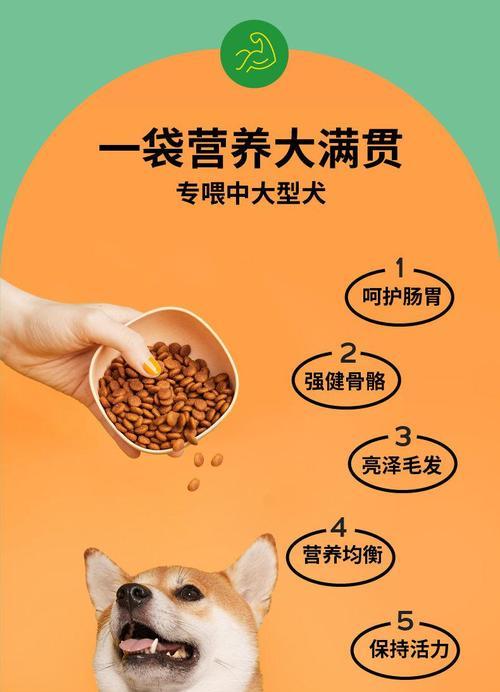 金毛狗什么时候应该吃干狗粮？（了解金毛狗的饮食需求，科学喂养您的宠物）