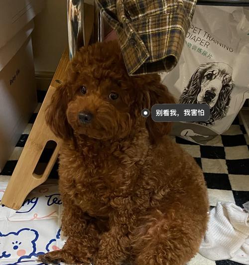 狗小便失禁的治疗方法（探索药物疗法解决狗小便失禁问题）