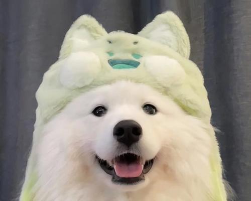 了解萨摩熊犬（萨摩熊犬的特征、性格及饲养要点）