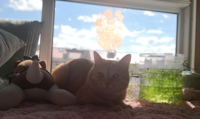 猫咪怀孕了吃什么最好？（关于猫咪怀孕期间的饮食建议及重要注意事项）