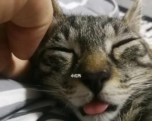 猫的攻击行为和反抗现象（探索猫咪攻击行为背后的原因及如何改善与它们的相处关系）