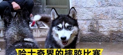 探索哈士奇比赛的魅力（了解哈士奇比赛中的激烈竞争与精彩瞬间）