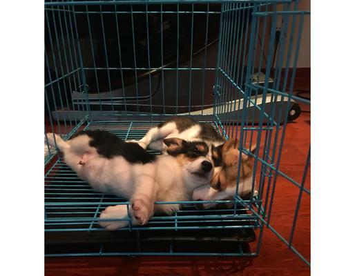 柯基犬不掉毛的喂养方法（柯基犬喂什么不掉毛？详解柯基犬不掉毛的秘诀）