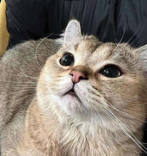 探究猫咪为什么上下牙不对称（揭秘猫咪口腔结构中的奥秘）