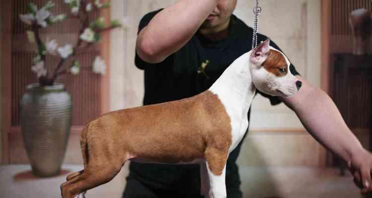 《了解以斯塔福犬，这个活泼友好的家庭宠物》（一起探索以斯塔福犬的特点和养护知识）