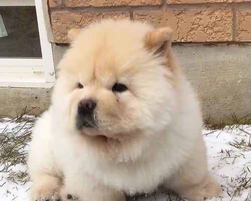 以松狮犬生命垂危，常见症状及应对措施（以松狮犬疾病致命的迹象和护理技巧）