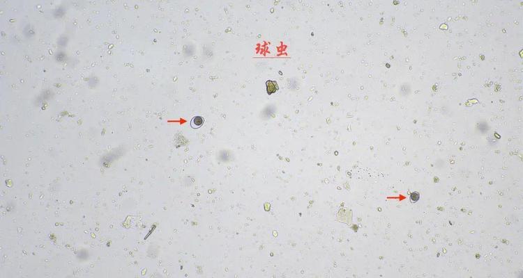宠物粪检揭示的健康秘密（通过宠物粪便检查，了解宠物健康状况与环境卫生）