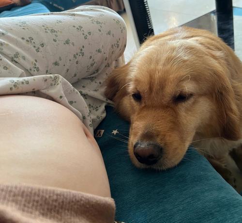孕妇家中养狗是否对体检结果有影响？（探究家庭养狗对孕妇体检结果的可能影响及应对方法）