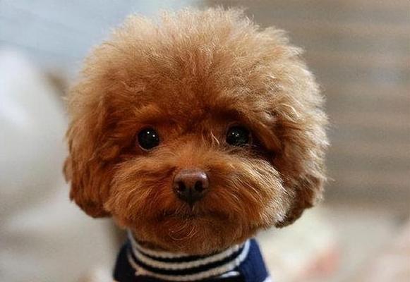 泰迪犬为何总是抓东西？（探究泰迪犬抓东西的原因及应对方法）