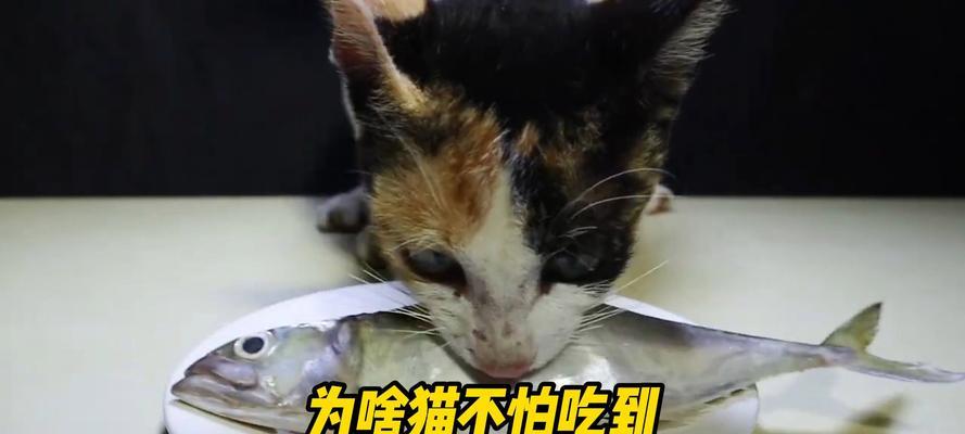 猫为什么不会被鱼刺卡住？（揭秘猫的神奇本领及其生理特征）