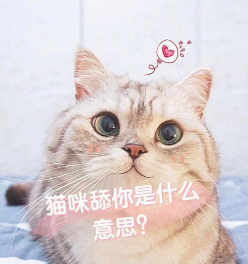 被猫舔的坏处——原来猫舔并非那么美妙（家猫的舌头探究和我们被舔的风险）