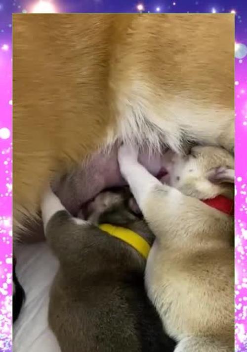 狗妈妈为何会吃掉小狗？（揭开狗妈妈吃小狗的行为背后的原因）