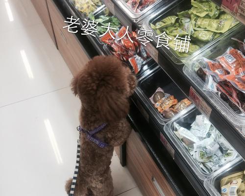 养狗地上铺什么好？（为你的狗狗选择合适的地面材料）