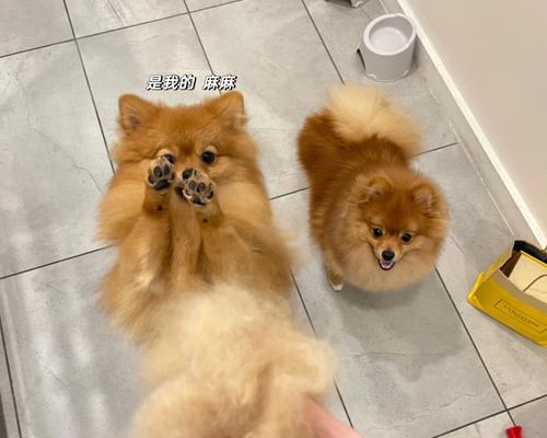 夏日里的博美风光（清凉夏日，博美的快乐时光）