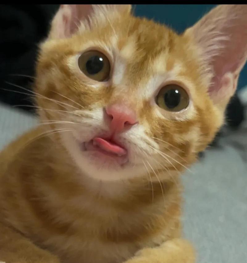 探究猫的攻击性原因（揭秘猫咪攻击性的背后原因与解决方法）
