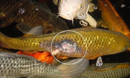 金鱼常见疾病及防治方法（探究金鱼健康的关键，了解常见疾病及其防治方法）