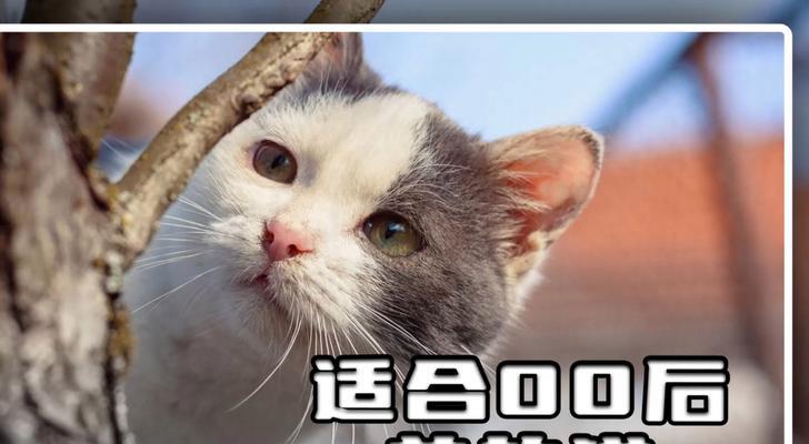 养猫的合适地方是哪里？（探索猫咪们最喜欢的居住环境）