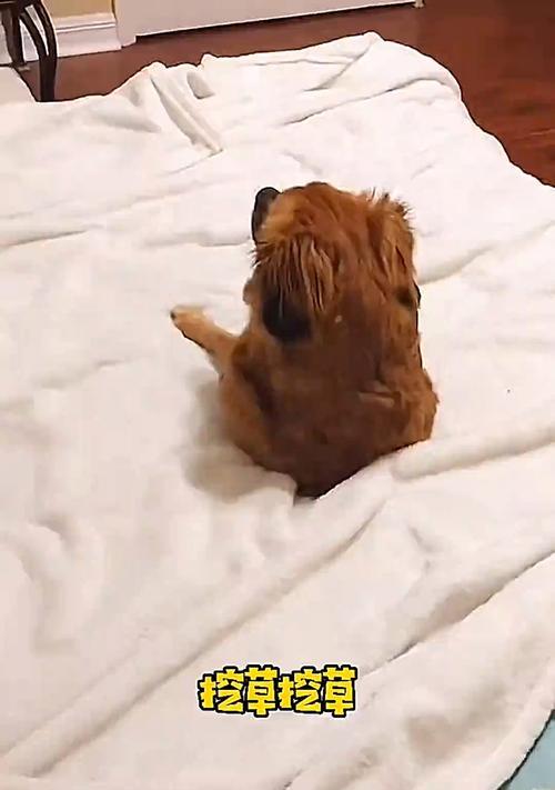 为什么狗会经常提脖子？（狗提脖子的原因及解读）