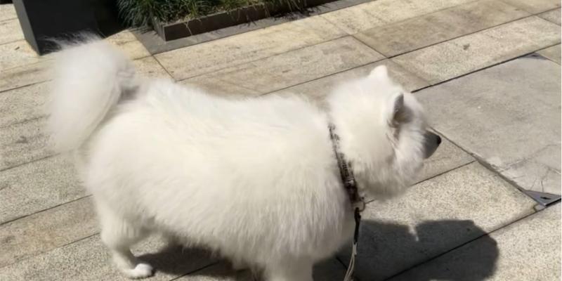 萨摩耶犬一个月的变化（探秘萨摩耶的成长和特性）