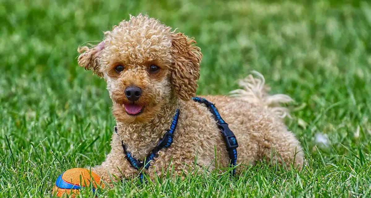 比熊犬（探索比熊犬家族的特点与品质）