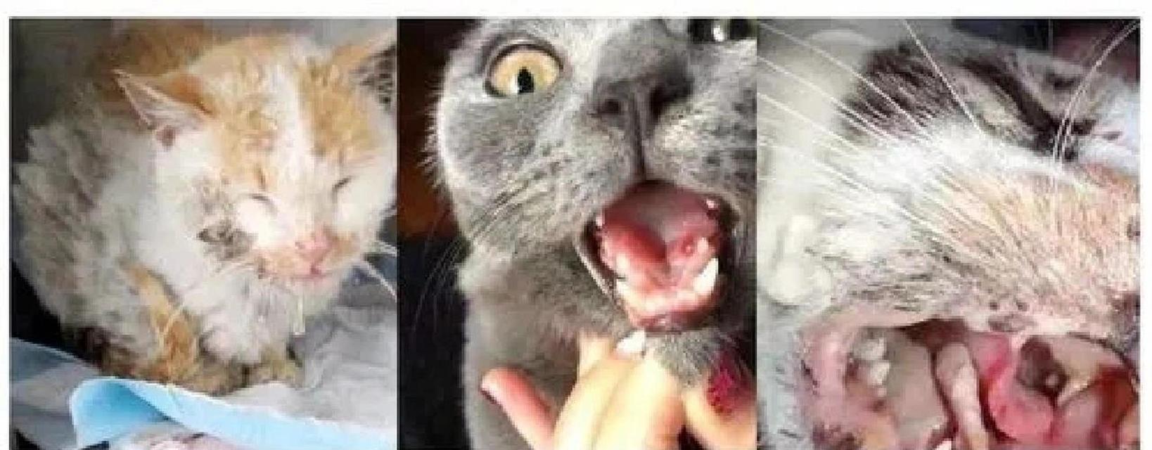 猫咪口炎的饮食护理，（猫咪口炎的饮食调理方法，）