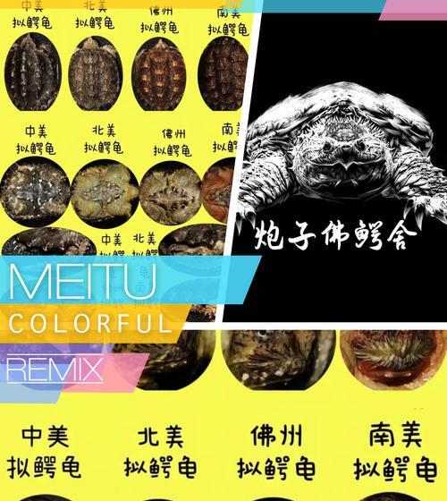 鳄龟养护指南（一文了解鳄龟常见病症及保健要点）